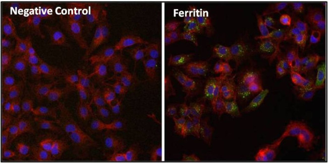 Ferritin Antibody in Immunocytochemistry (ICC/IF)