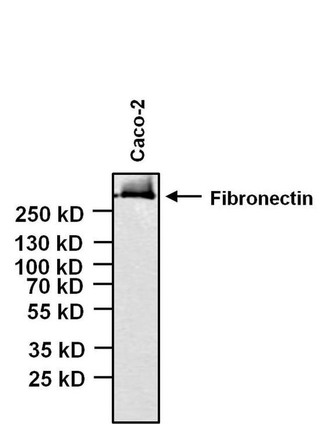 Fibronectin Antibody in Western Blot (WB)