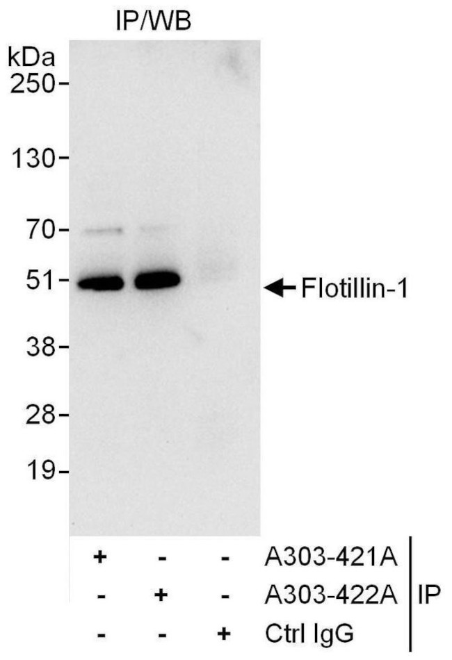 Flotillin-1 Antibody in Immunoprecipitation (IP)
