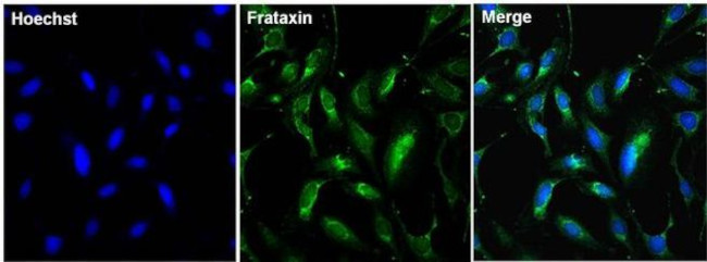 FXN Antibody in Immunocytochemistry (ICC/IF)