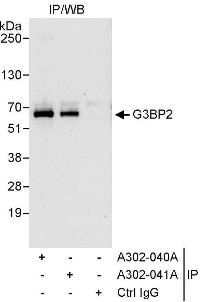 G3BP2 Antibody in Immunoprecipitation (IP)