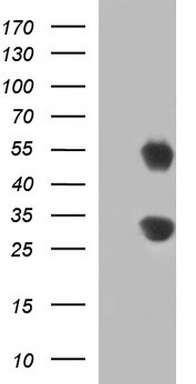 GADD45A Antibody in Western Blot (WB)