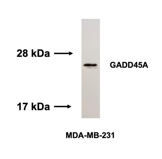 GADD45A Antibody in Western Blot (WB)