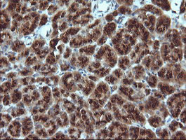 GADD45G Antibody in Immunohistochemistry (Paraffin) (IHC (P))