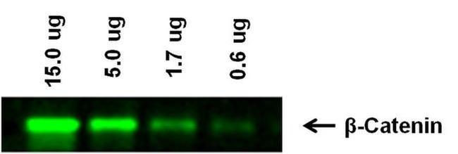 Mouse IgG (H+L) Highly Cross-Adsorbed Secondary Antibody in Western Blot (WB)