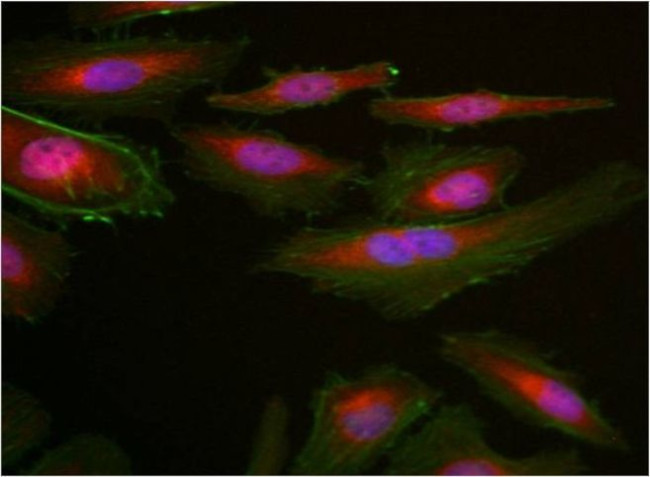 GAPDH Loading Control Antibody in Immunocytochemistry (ICC/IF)