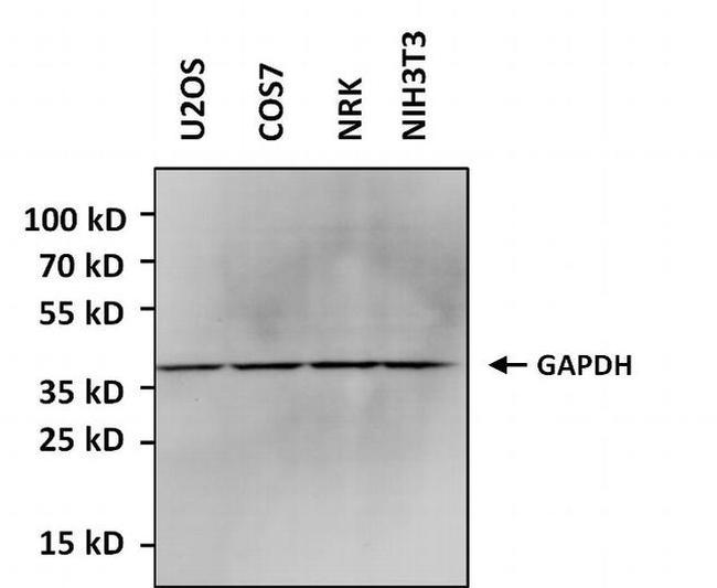 GAPDH Antibody in Western Blot (WB)