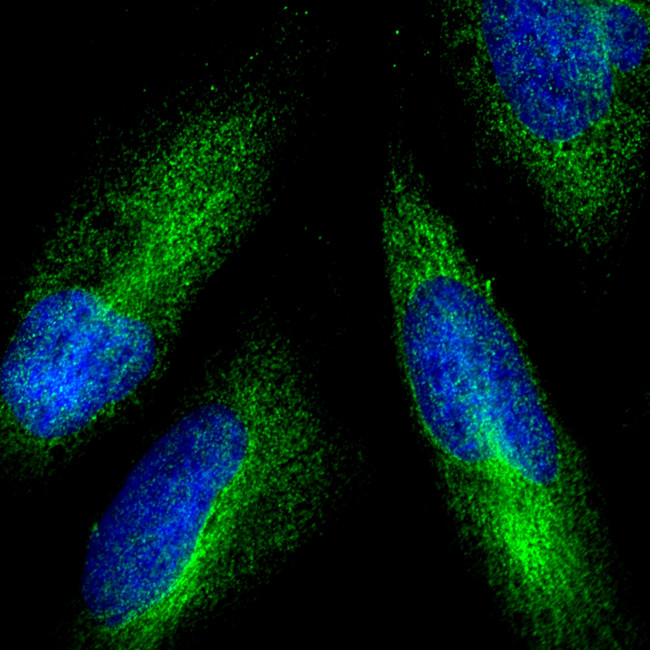 Rabbit IgG (H+L) Highly Cross-Adsorbed Secondary Antibody in Immunocytochemistry (ICC/IF)