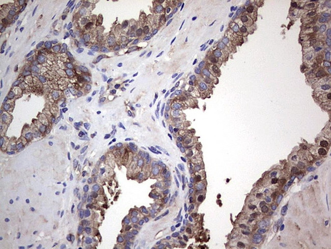 GARS Antibody in Immunohistochemistry (Paraffin) (IHC (P))