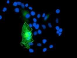 GAS7 Antibody in Immunocytochemistry (ICC/IF)