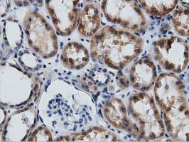 GAS7 Antibody in Immunohistochemistry (Paraffin) (IHC (P))