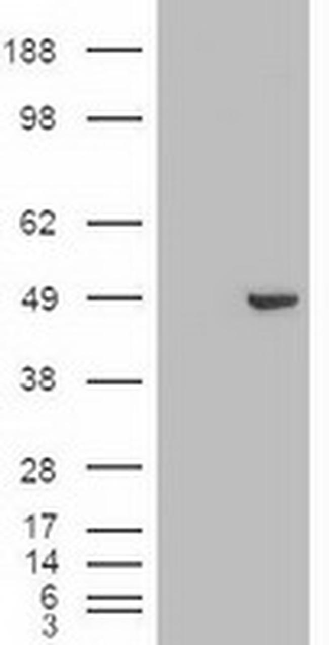 GATA4 Antibody in Western Blot (WB)