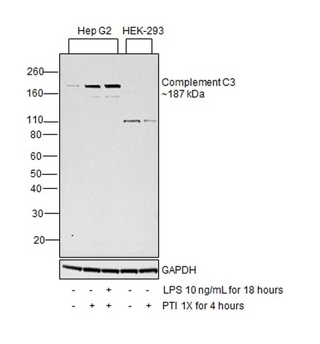 Complement C3a Antibody in Western Blot (WB)