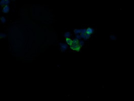 GBAS Antibody in Immunocytochemistry (ICC/IF)