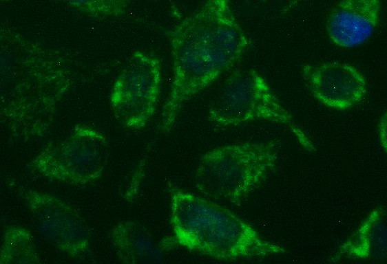 GBAS Antibody in Immunocytochemistry (ICC/IF)