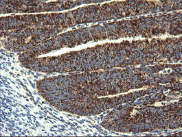 GBAS Antibody in Immunohistochemistry (Paraffin) (IHC (P))