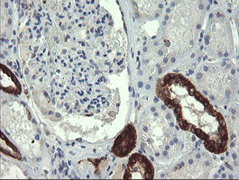 GBAS Antibody in Immunohistochemistry (Paraffin) (IHC (P))