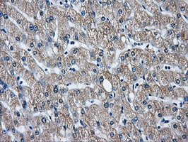 GBE1 Antibody in Immunohistochemistry (Paraffin) (IHC (P))