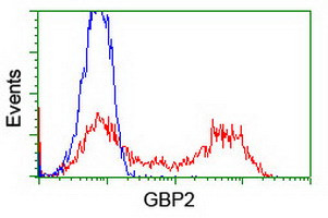 GBP2 Antibody in Flow Cytometry (Flow)