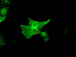 GBP2 Antibody in Immunocytochemistry (ICC/IF)