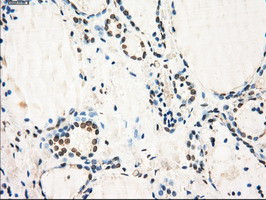 GBP2 Antibody in Immunohistochemistry (Paraffin) (IHC (P))