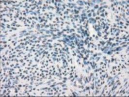 GBP2 Antibody in Immunohistochemistry (Paraffin) (IHC (P))