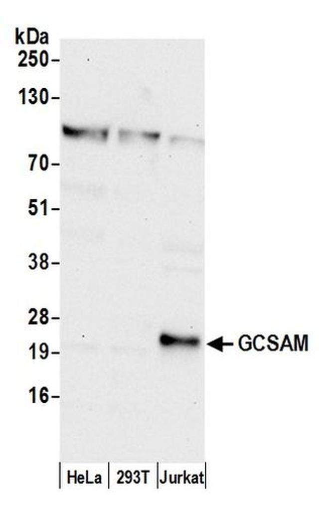 GCSAM Antibody in Western Blot (WB)