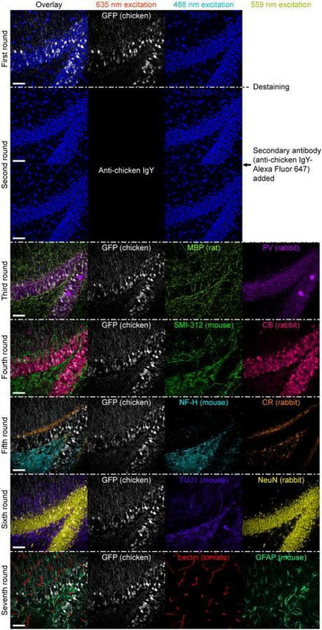 GFP Antibody in Immunohistochemistry (IHC)