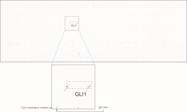 GLI1 Antibody in Peptide array (ARRAY)