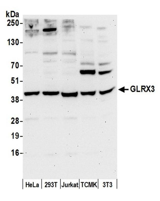 GLRX3/PICOT/TXNL2 Antibody in Western Blot (WB)