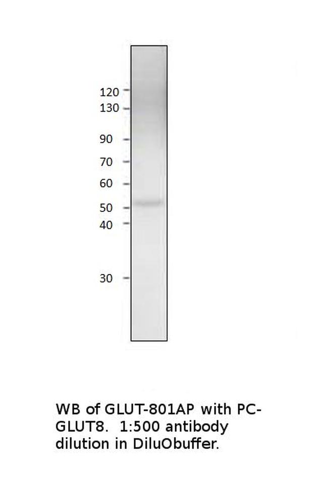 Glucose Transporter 8 Antibody in Western Blot (WB)