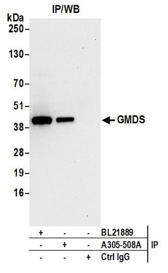 GMDS Antibody in Immunoprecipitation (IP)