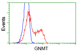 GNMT Antibody in Flow Cytometry (Flow)