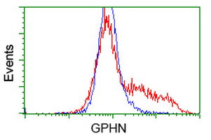 GPHN Antibody in Flow Cytometry (Flow)