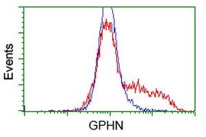 GPHN Antibody in Flow Cytometry (Flow)