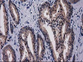 GPHN Antibody in Immunohistochemistry (Paraffin) (IHC (P))