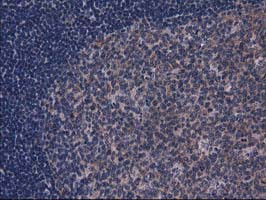 GPHN Antibody in Immunohistochemistry (Paraffin) (IHC (P))