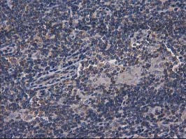 GPHN Antibody in Immunohistochemistry (Paraffin) (IHC (P))