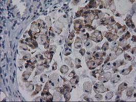 GPHN Antibody in Immunohistochemistry (Paraffin) (IHC (P))