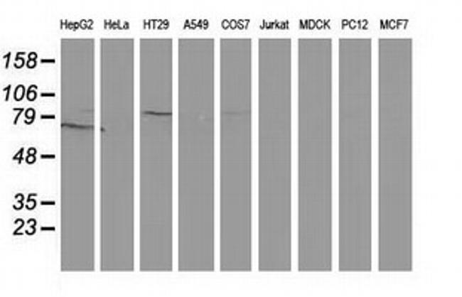 GPHN Antibody in Western Blot (WB)