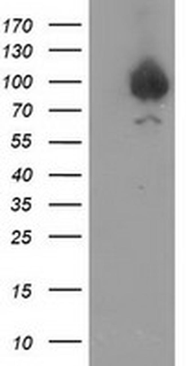 GPHN Antibody in Western Blot (WB)