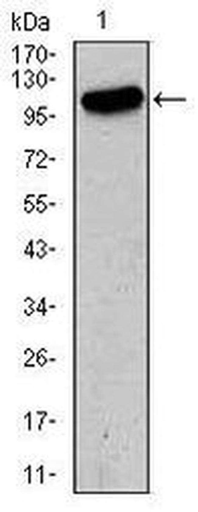 GluR2 Antibody in Western Blot (WB)