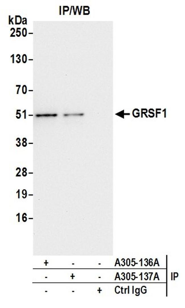 GRSF1 Antibody in Western Blot (WB)