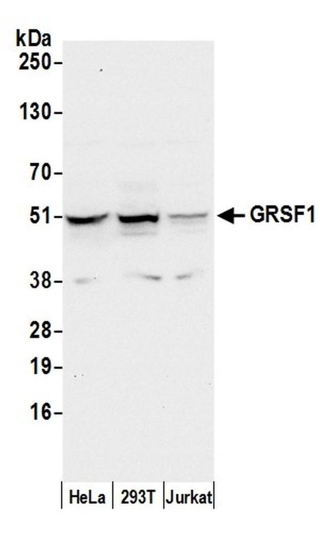 GRSF1 Antibody in Western Blot (WB)