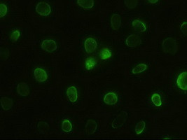 GSC Antibody in Immunocytochemistry (ICC/IF)