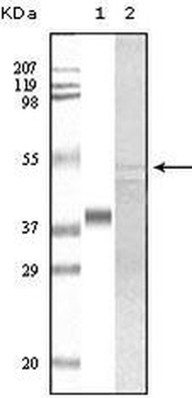 GSK3 alpha Antibody in Western Blot (WB)