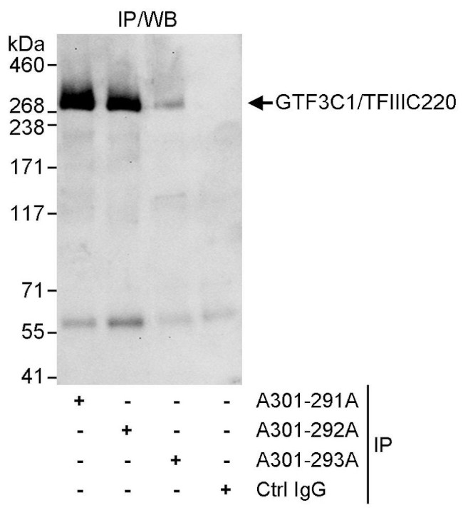 GTF3C1/TFIIIC220 Antibody in Immunoprecipitation (IP)