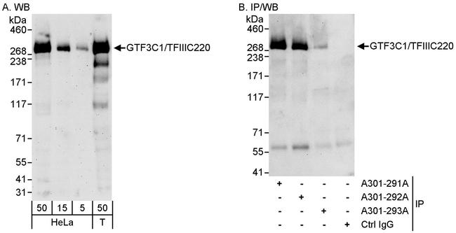 GTF3C1/TFIIIC220 Antibody in Western Blot (WB)