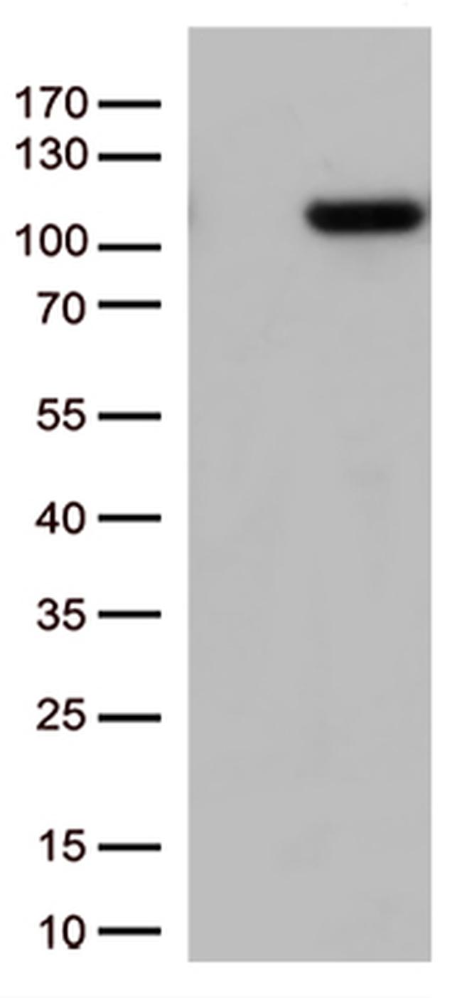 GTF3C4 Antibody in Western Blot (WB)