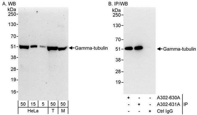 Gamma-Tubulin Antibody in Western Blot (WB)